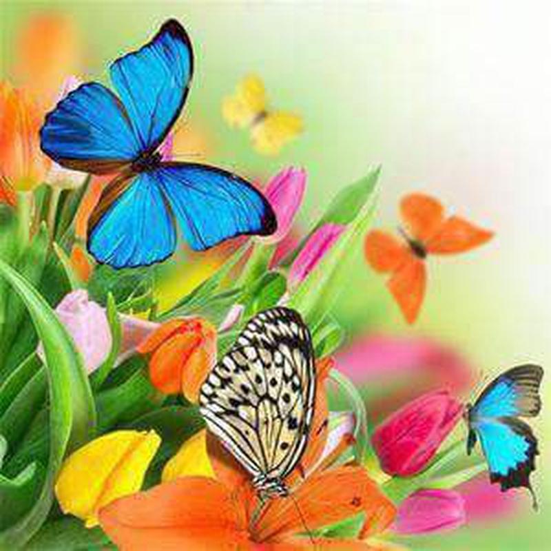 Kleurrijke vlinders op bloemen Diamond painting | Eigen foto | Dieren | Kopen | Dikke dames | Action | Nederland | Steentjes | Diamant | Diamond Painting Expert